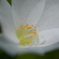 stamen