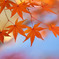 紅葉（東山植物園）