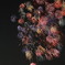 夜空の彩り