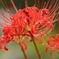 雨　彼岸花