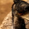 上野動物園で