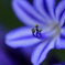 Agapanthus　blue