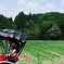夏の嵯峨野