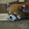 レッサーパンダ