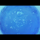 pop