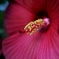 アメリカ芙蓉