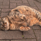 猫撮り散歩328