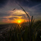 Sunset with fly bird