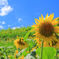 夏の日差し