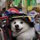 七夕まつりの犬１