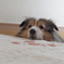 今日のわんこ
