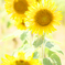 夏が終わる前に
