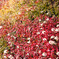 草紅葉、チングルマ