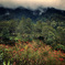 cibodas forest