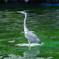 サギ