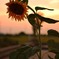 夕暮れのヒマワリ