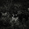 BW