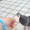 鳩と綱引き