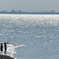 煌めく海