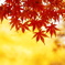 紅葉12
