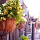 flower basket