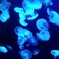 海の夜行灯