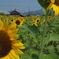 夏だ
