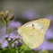 Cabbage white