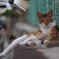 セクシーポーズ猫