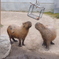 旭山動物園のカピパラさん