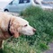 海の近くの犬