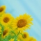 空をみあげて