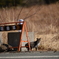 野良の存在感