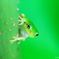 tree frog