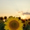 SUNset FLOWER 3