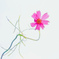 Cosmos