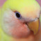 『ふわふわ』