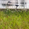 green bicycle