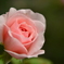 My Fair Lady