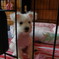 子犬