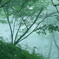 妖精の森