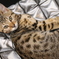 猫１