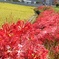 彼岸花