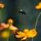 Walk of carpenter bee