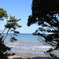 秋海