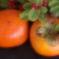 柿食えば