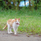 小雨前の猫