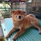 笑う犬