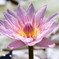 平塚は、花菜ガーデンにて。