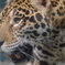 ジャガー！